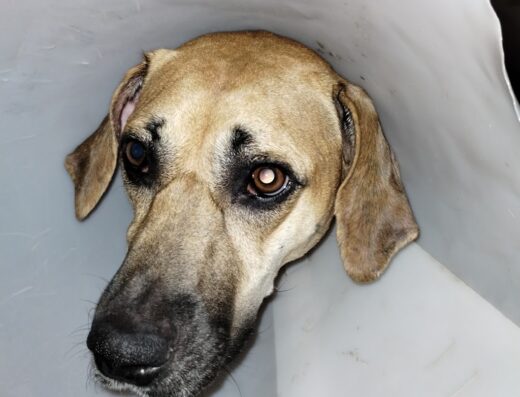 Maricopa Wells Veterinary Hospital